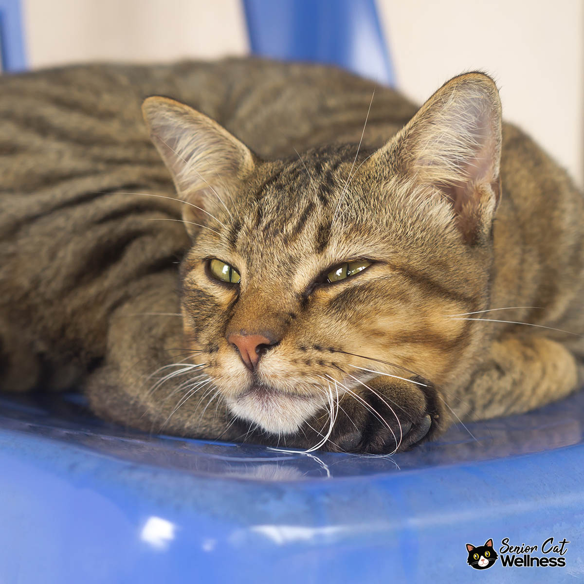 Cat sleeping on a chair