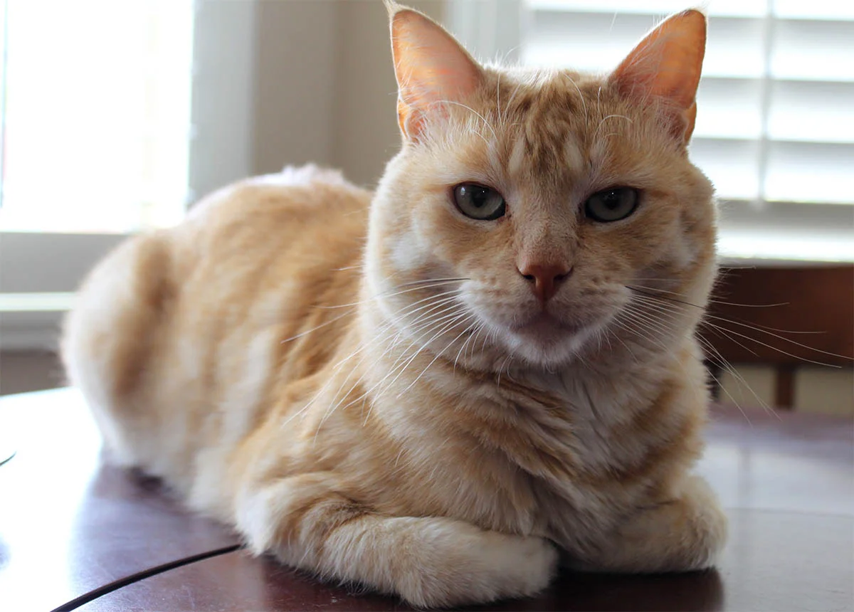 Cat loafing on a table