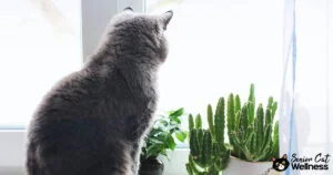Cat missing you