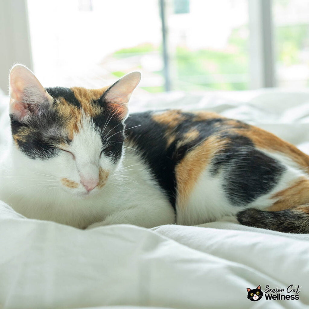 Why Do Cats Curl Their Paws Inward? Senior Cat Wellness