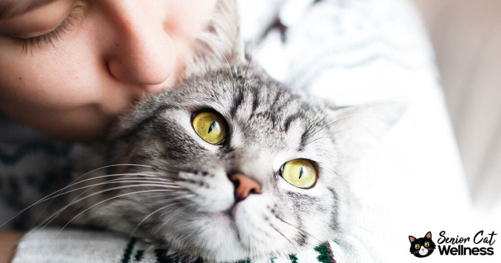 Do Cats Prefer To Be The Only Pet? Senior Cat Wellness