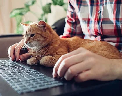 College student using computer with a cat