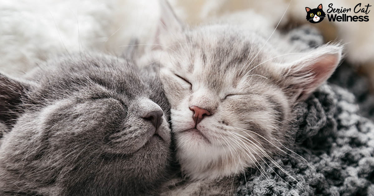 Two cats hugging